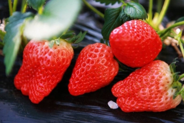 要想草莓著色好，肥料應該如何來使用！